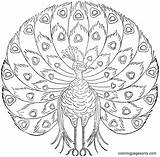 50 Peacock Coloring Pages  ColoringPagesOnlycom sketch template
