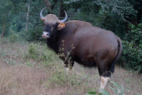 Indian Bison at Betla National Park | The Gaur (Bos gaurus),… | Flickr