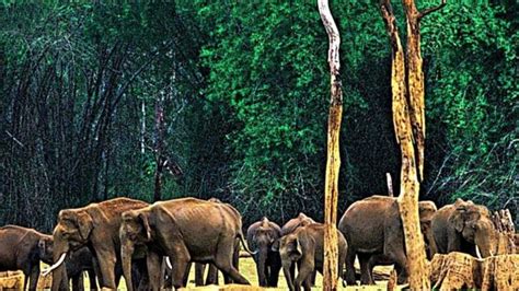 4 Must Visit Places in Munnar for Wildlife Buffs | Trawell.in Blog