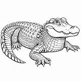 Alligator Coloring Pages 24  Gem sketch template