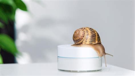 Snail Mucin: Benefits, Side Effects And Uses – Forbes Health