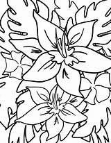 Bluebonnet Flowers Coloring Pages & coloring Book sketch template