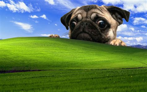 Fawn pug and Microsoft Windows field wallpaper, Windows XP, dog wallpaper | Ảnh tường vui nhộn ...