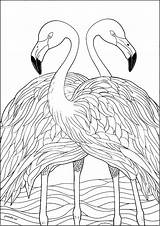 Two Symmetrical Flamingos  Birds Adult Coloring Pages sketch template