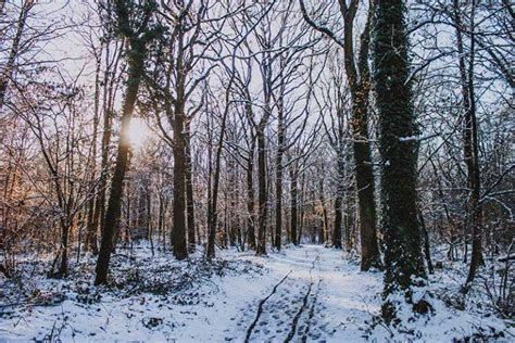 Understanding dormouse hibernation in the face of climate change