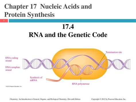 PPT - Chapter 17 Nucleic Acids and Protein Synthesis PowerPoint Presentation - ID:6074458