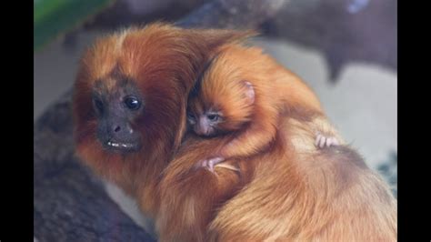 Baby Golden Lion Tamarin Monkey