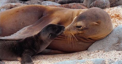 Lovely Animals Blog: The Magnificent Japanese Sea Lion Of The Genus Zalophus Japonicus Is ...