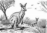 Two kangaroos In The Australian Desert  Kangaroo Coloring Pages For Adults sketch template