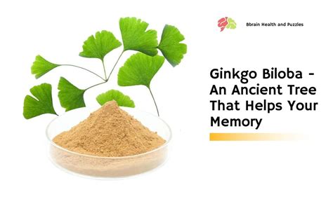 Ginkgo Biloba - An Ancient Tree That Helps Your Memory | Brain Health and Puzzles