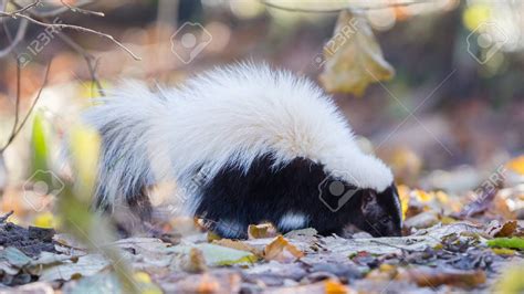 Skunk (Mephitis mephitis) in winter, selective focus Stock Photo ...