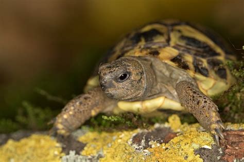 Hermann's Tortoise Information and Pictures - PetGuide | PetGuide