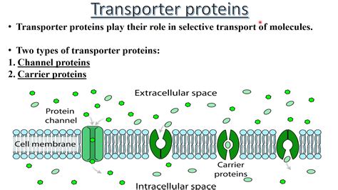 Transporter Proteins (Basics) | carrier & channel mediated transport ...