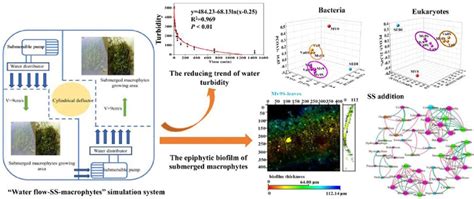 Interactions between suspended sediments and submerged macrophytes-epiphytic biofilms under ...