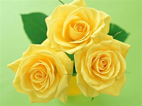 Yellow Roses - Wallpaper, High Definition, High Quality, Widescreen