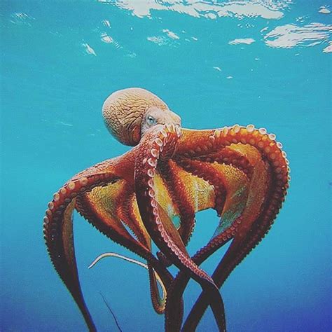 an octopus swimming in the ocean with its head above the water's surface,