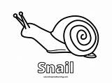Snail Coloring Pages  Nature Inspired Learning sketch template