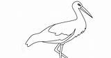 Storch Bocian Ausdrucken Kolorowanka Malvorlagen Nodze Jednej Stork  sketch template