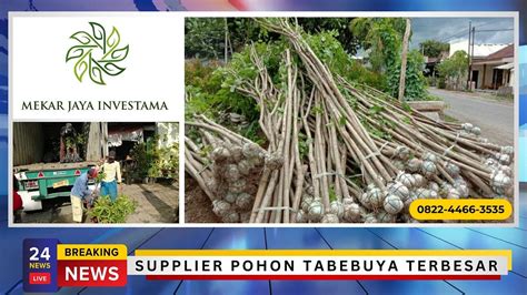 0822–4466–3535, Harga Pohon Tabebuya Tinggi 1 Meter Sampai 5 Meter ...