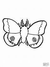 Moth Coloring Pages  ColoringBay sketch template