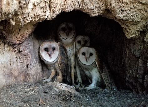 First Barn Owl Nest Documented In Wisconsin In 20+ Years | Wisconsin DNR