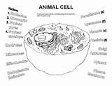 Animal Cell Coloring Worksheet By BioArt  Teachers Pay sketch template