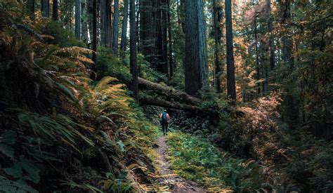 Things To Do In Redwood City, California you shouldn't miss