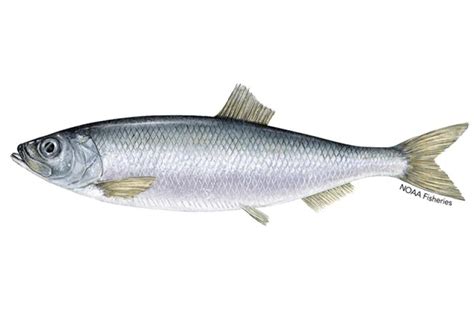 Pacific Herring | NOAA Fisheries