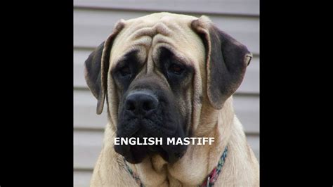 ENGLISH MASTIFF - Owning & Training an English Mastiff - YouTube