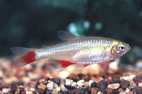 BLOODFIN TETRA regular - Bluegrassaquatics.com