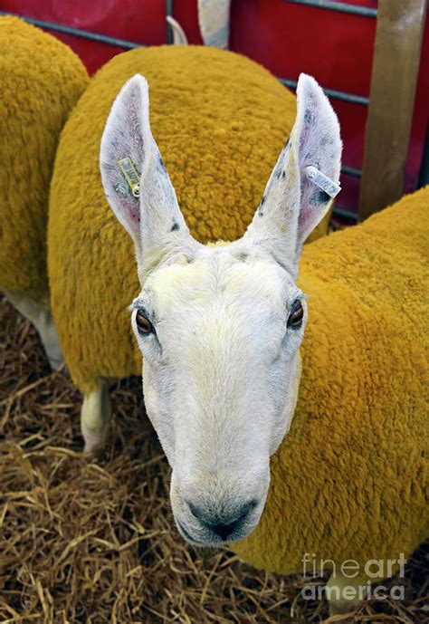 Border Leicester sheep. Photograph by Stan Pritchard - Fine Art America