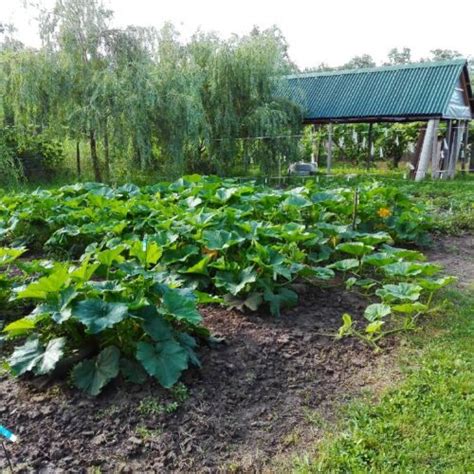 How to plant zucchini in the garden. When to plant zucchini