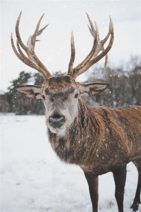 Free Images : reindeer, vertebrate, mammal, horn, antler, Barren ground ...