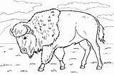 Bison coloring Pages To Download And Print For Free sketch template