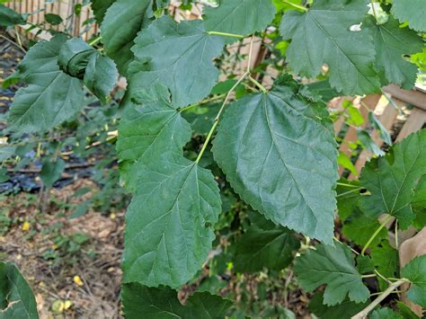 Backyard Tree Identification: Mulberry Trees