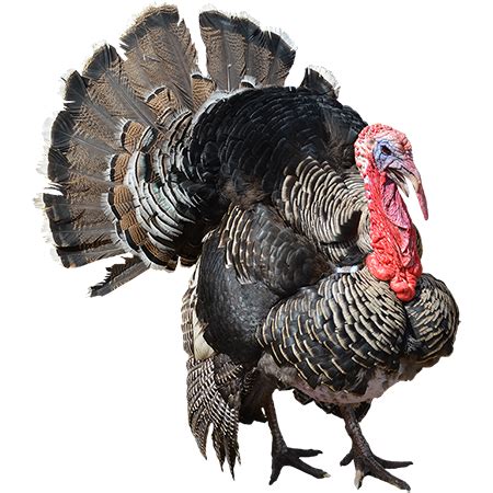 A cutout image of a full-grown tom turkey showing off his feathers. | Photoshopped animals, Farm ...