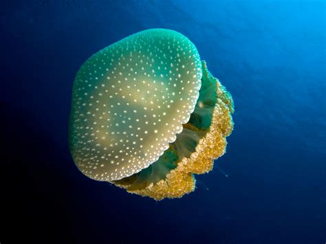 15 Remarkable Facts About Jellyfish