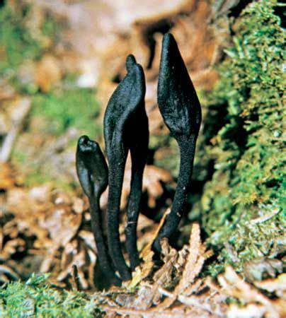 Fungus - Sporophores, Spores, Reproduction | Britannica