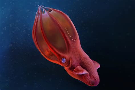 Cephalopod Eyes: Windows to an alien existence | Earth Archives