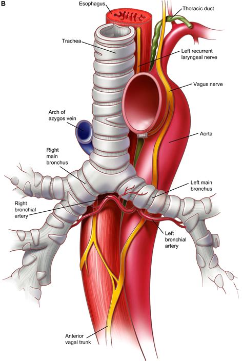 Trachea And Esophagus Diagram - Photos Cantik