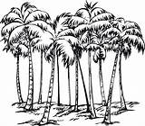 Palm Tree Coloring Pages  Best For Kids sketch template