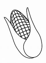 Corn Coloring Pages Ear Cob Printable White Clipart Drawing Template  sketch template