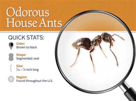 Odorous House Ants: Odorous Ants Pest Control Profile