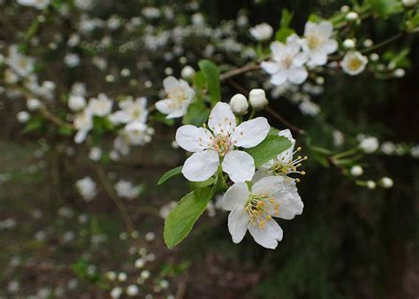 How to Identify Crab Apple Trees | A Comprehensive Guide