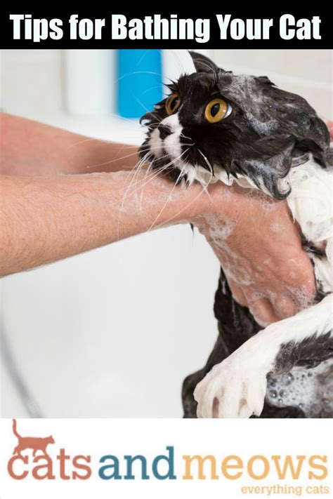 Cat Care: Tips for Bathing Your Cat