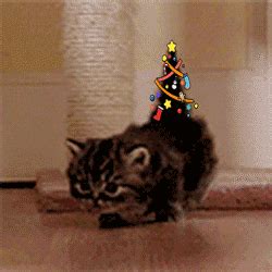 Christmas Cat GIF - Find & Share on GIPHY