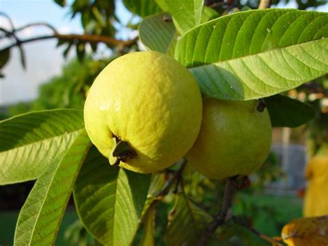 Caribfruits - Goyave / Fruits Tropicaux