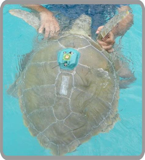 Sea Turtle Conservancy :: Sea Turtles Being Satellite Tracked Introduce migration(travel) of ...