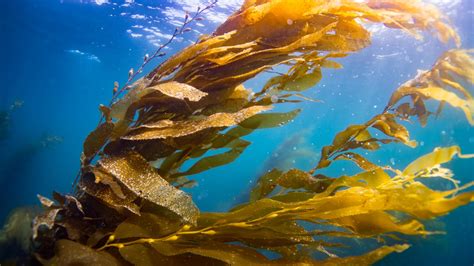 Is Kelp the Next Ocean Hero? Only if We Can Protect It. • The Revelator