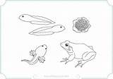 Frog Cycle Life Craft Template Coloring Frogs Printable Clipart  sketch template